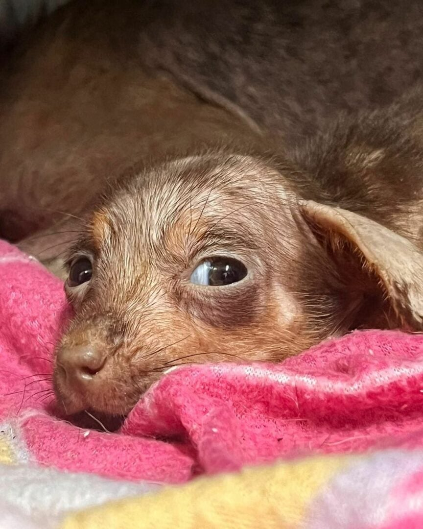 Kleiner Welpe liegt auf einer rosa Decke