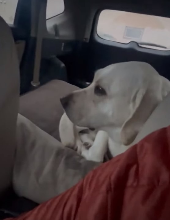 Labrador im Auto