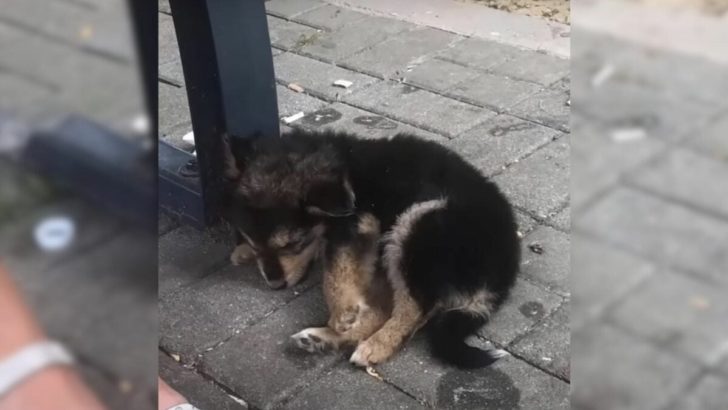 Mann bemerkt einen Welpen, der am Straßenrand lag und beschließt, der Sache nachzugehen