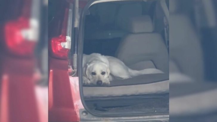 Mann steigt in ein Auto ein, sieht einen Hund darin und merkt, dass es gar nicht sein eigenes Auto ist