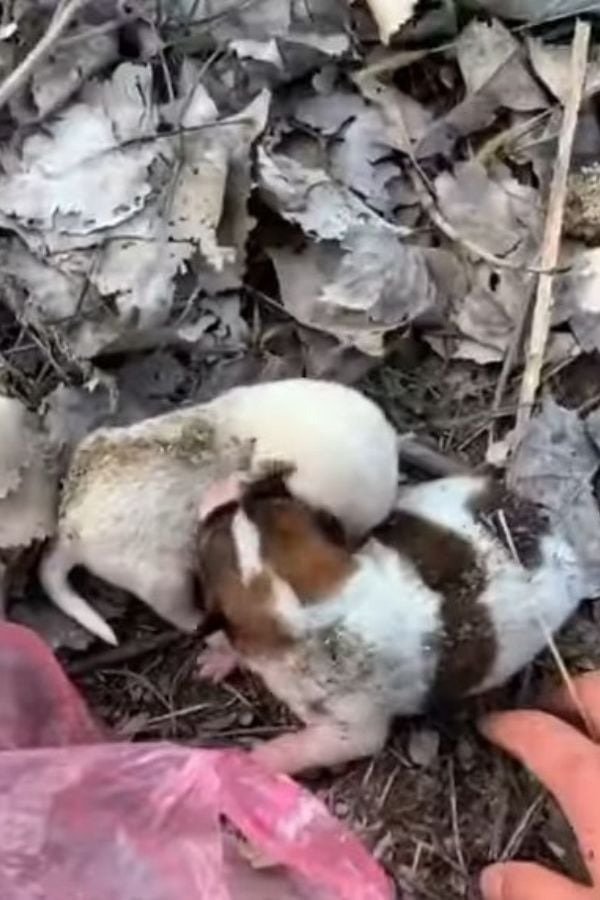 Neugeborene Welpen ausgesetzt