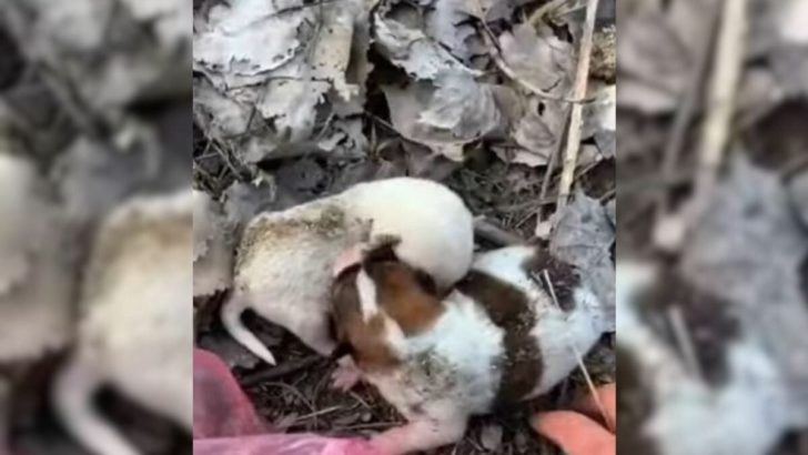 Neugeborene Welpen, die in einer Plastiktüte ausgesetzt wurden, schreien laut nach ihrer Mutter