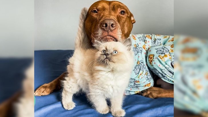 Pitbull, der andere Hunde meidet, findet in einer Katze seinen besten Freund