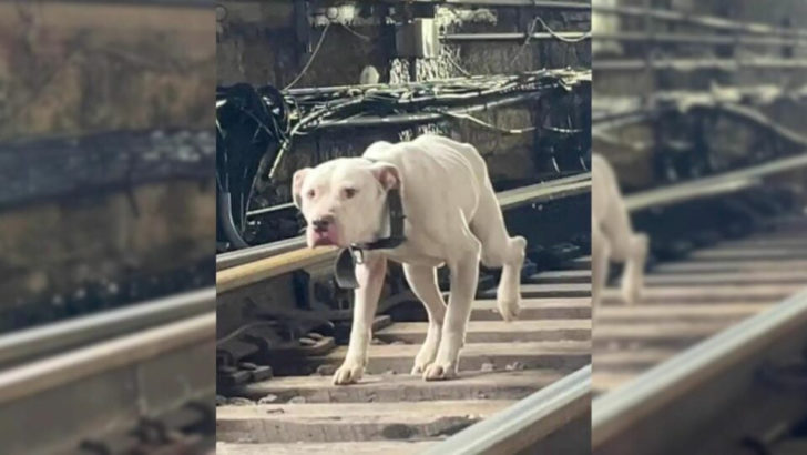 Retter bemerken einen verängstigten Hund, der entlang der Bahngleise läuft und eilen zu Hilfe