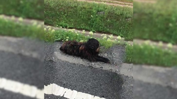 Retter bemerkten ein dunkles Fellknäuel in der Nähe der Straße und waren schockiert, als sie erkannten, was es war