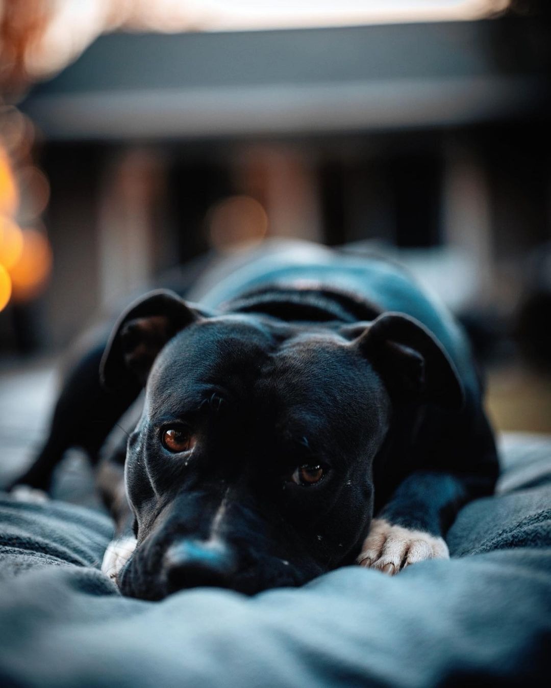 Schwarzer Hund liegt