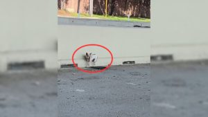 Ausgesetzter Hund wartet auf Familie