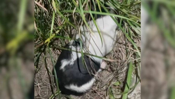 Verlassener zwei Wochen alter Welpe im Gras gefunden, weinte laut nach seiner Mutter