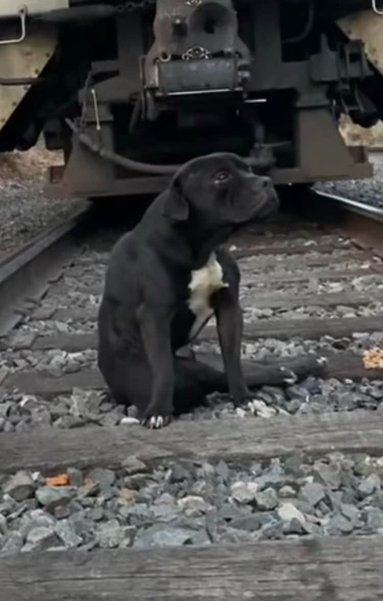 Verletzter Hund sitzt auf Bahngleisen vor einem Zug