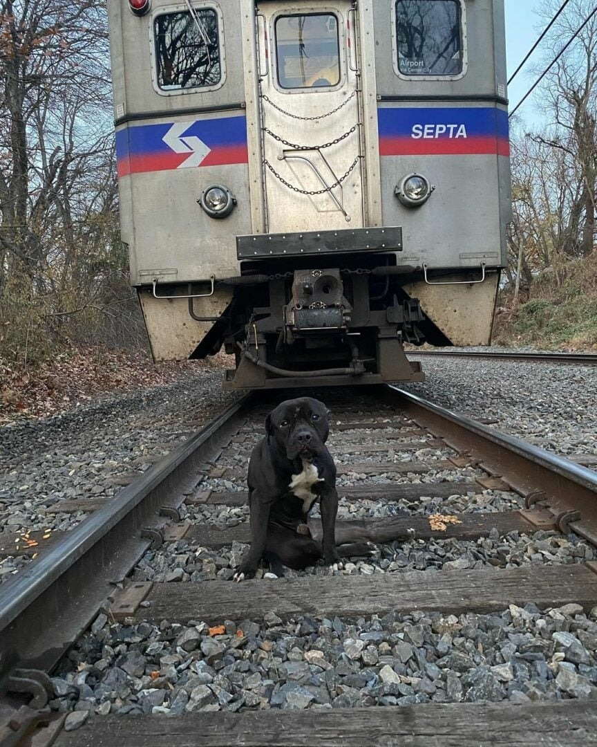 Verletzter Hund vor einem Zug