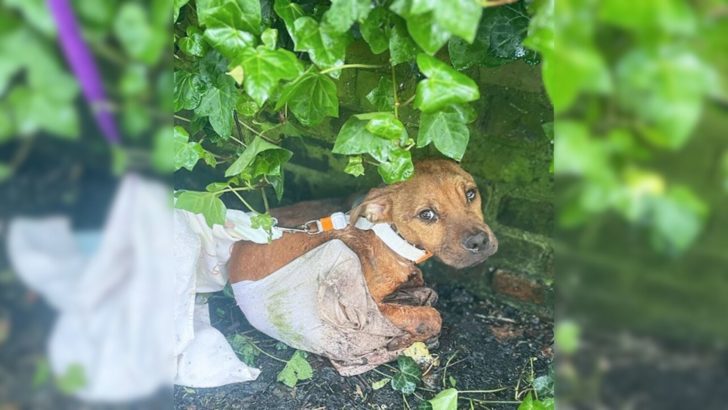 Verwundeter Hund weinte verzweifelt, nachdem er grausam an einen Zaun gebunden wurde