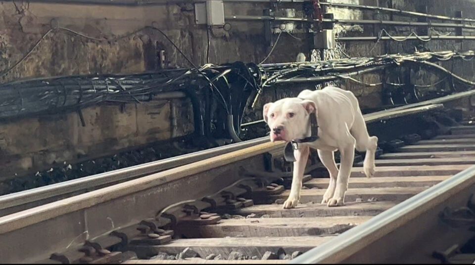 Weisser Hund auf Gleisen