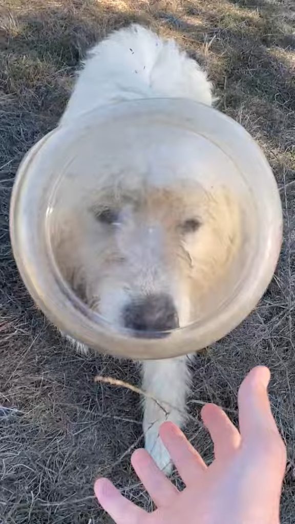 Weisser Hund mit Behaelter auf dem Kopf