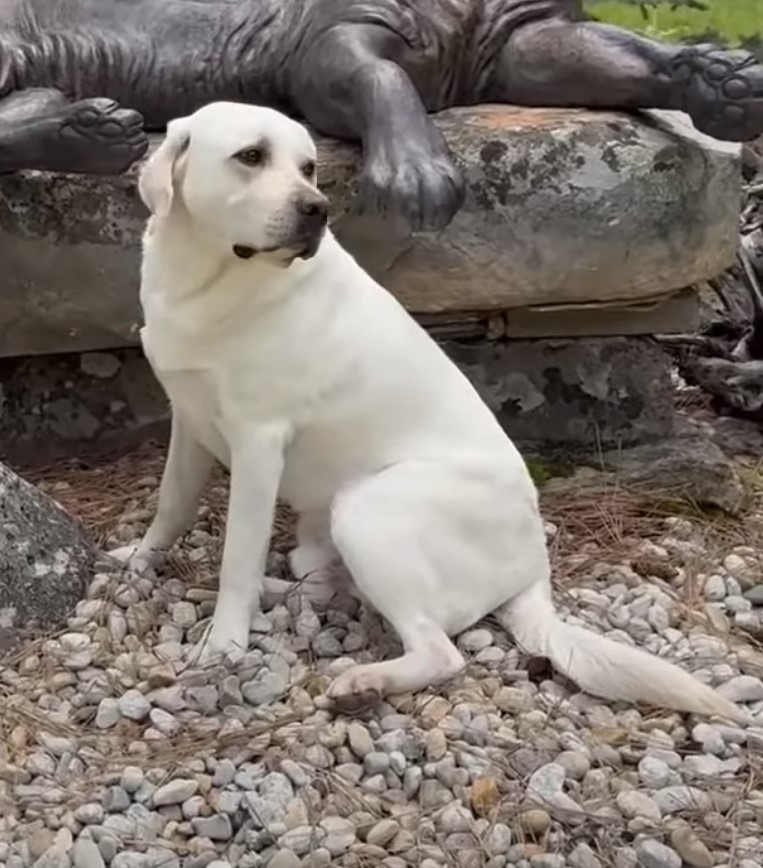 Weißer Labrador sitzt auf Steinen