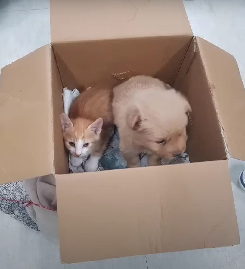 Welpe und Katze sitzen in einer Box