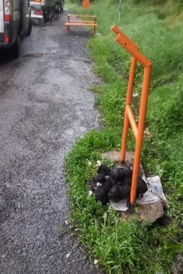 Welpen neben der Straße ausgesetzt