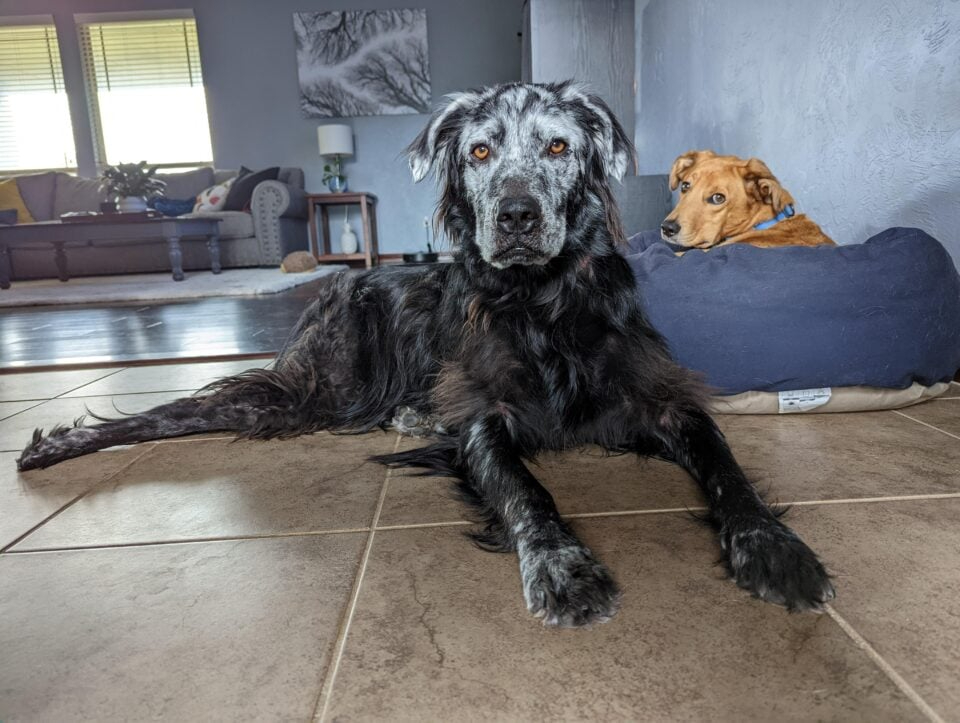 Zwei Hunde liegen