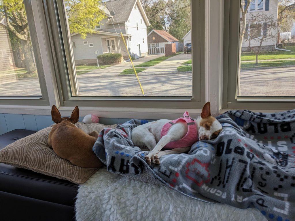 Zwei Hunde schlafen am Fenster