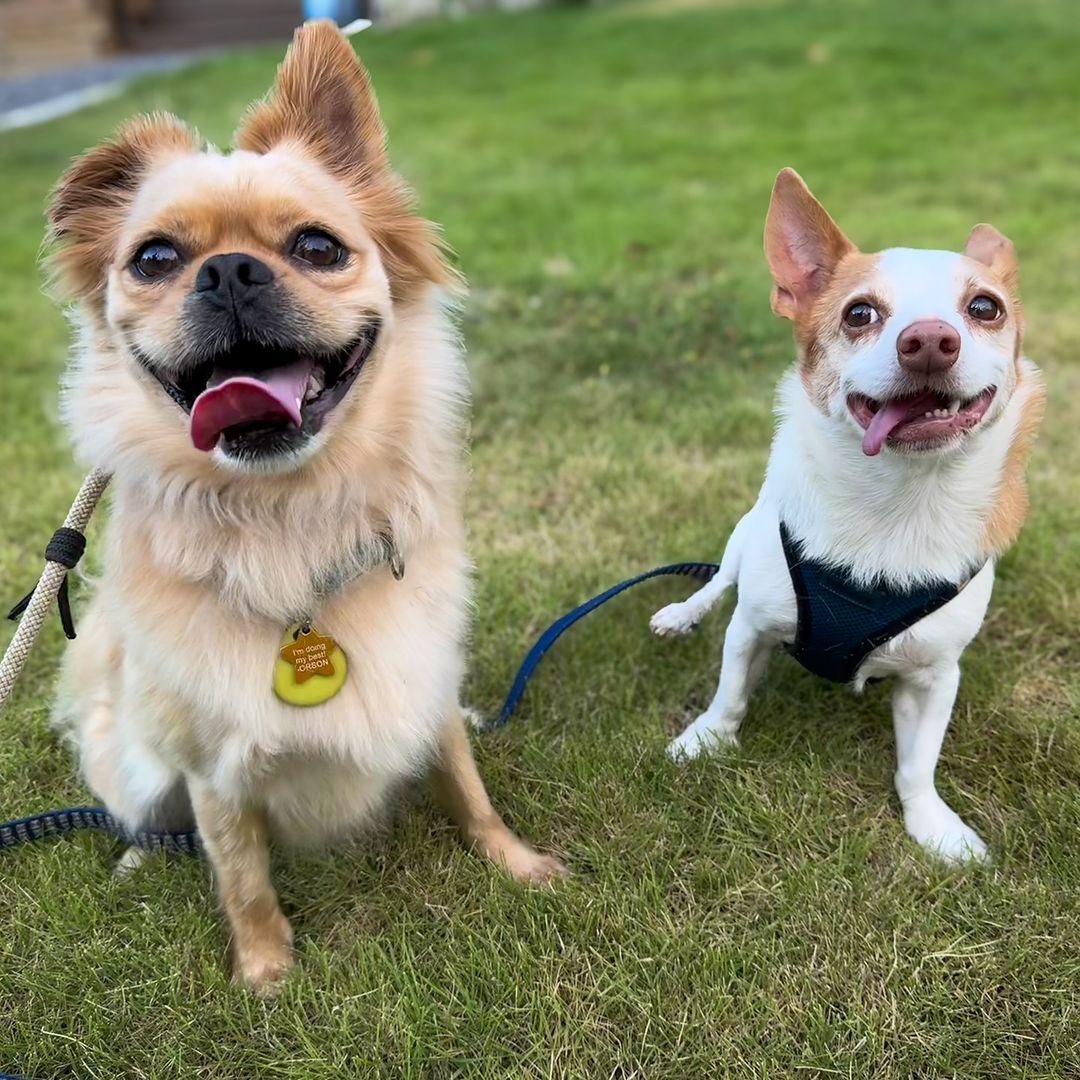 Zwei Hunde sitzten auf Gras