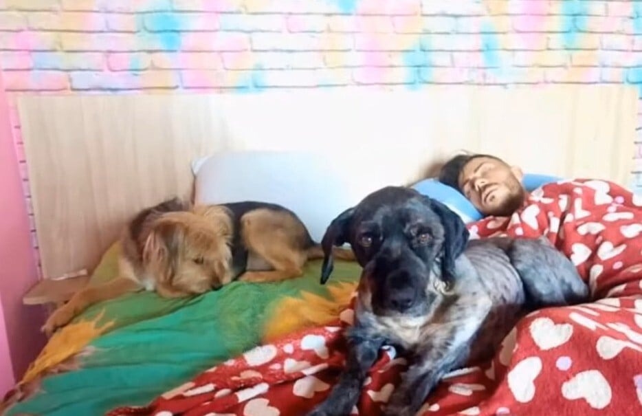 Zwei Hunde und ein Mann im Bett