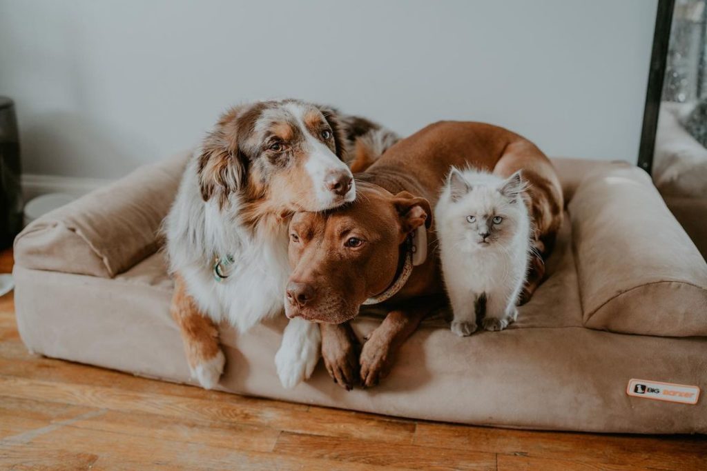 Zwei Hunde und eine Katze im Hundebett