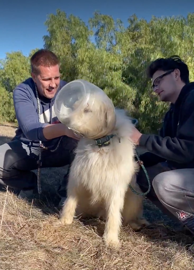 Zwei Maenner versuchen Hund von Behaelter zu befreien