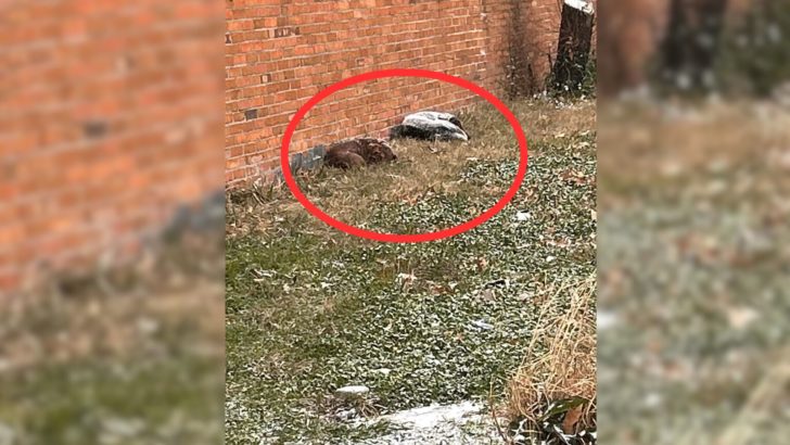 2 streunende Hunde kämpften um ihr Überleben auf der Straße, aber dann kam jemand Erstaunliches zu Hilfe