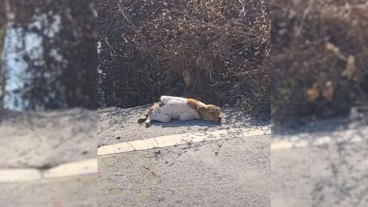 Ausgesetzter Hund mit gebrochener Wirbelsäule in der Nähe der Straße schockierte die Retter