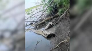 Hund steckt im Schlamm fest