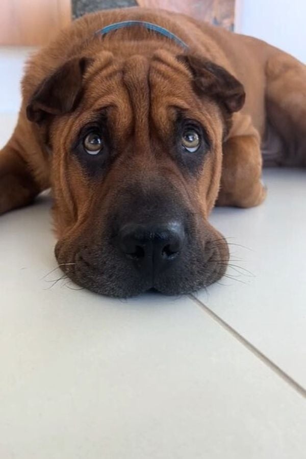 Brauner Hund mit gruenen Augen