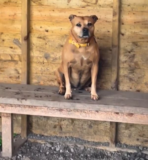 Brauner Hund sitzt