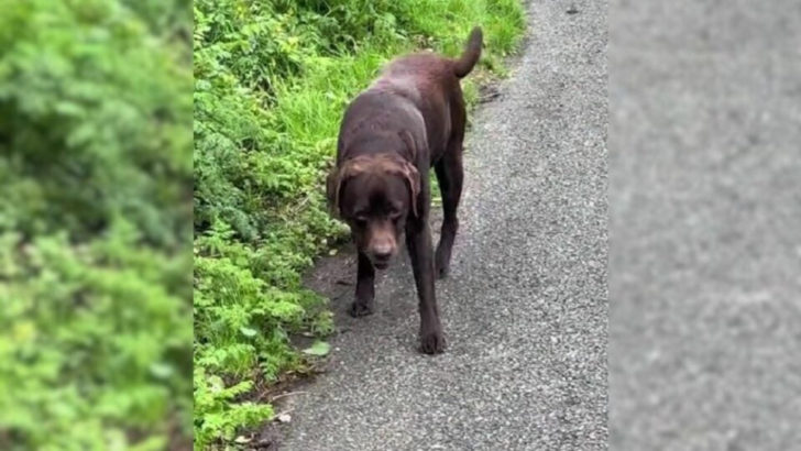 Fauler Labrador sabotiert den Spaziergang durch Vortäuschen einer Beinverletzung in einem urkomischen Video