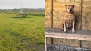 Hund sitzt auf einer Bank