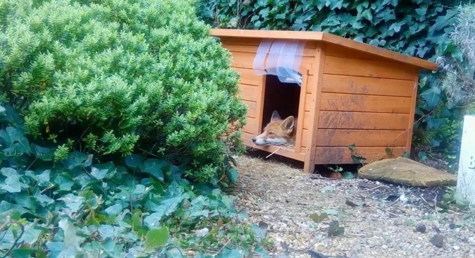 Fuchs liegt im Hundehaus