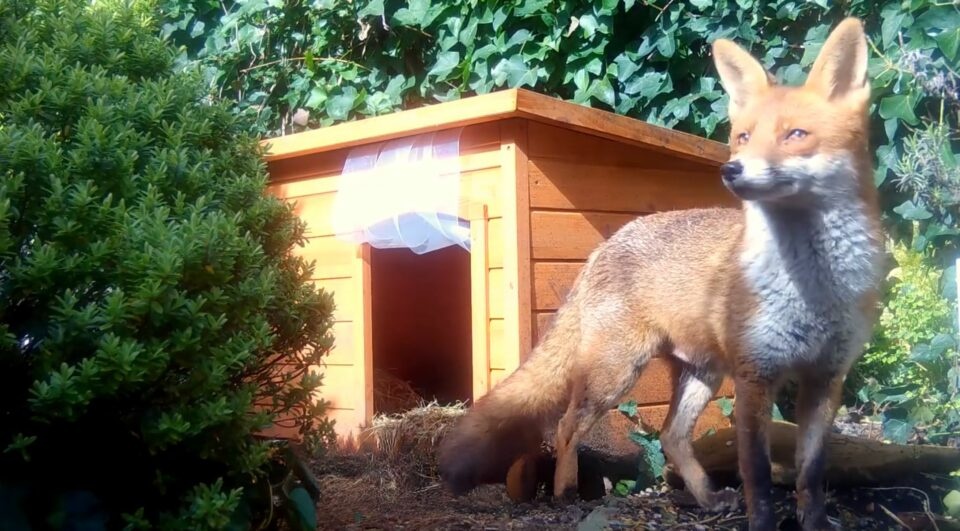 Fuchs steht vor einem Hundehaus