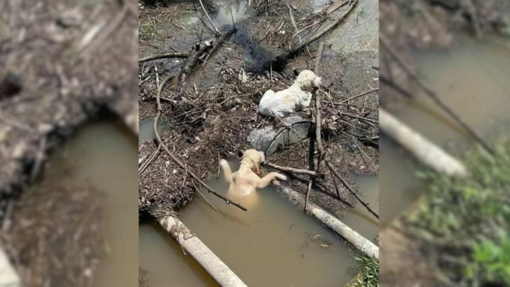 Guter Samariter sah einen Mann, der 2 Welpen aus einem Auto in den Fluss warf, also rief er um Hilfe