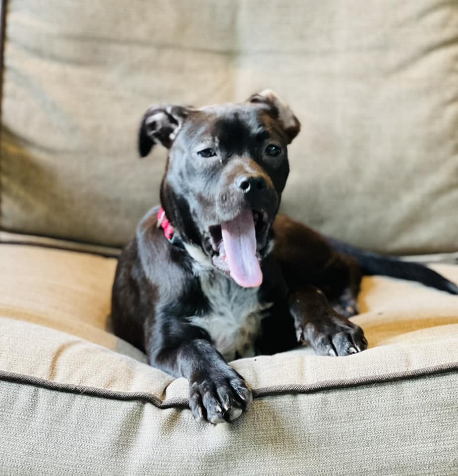 Hund auf Sofa