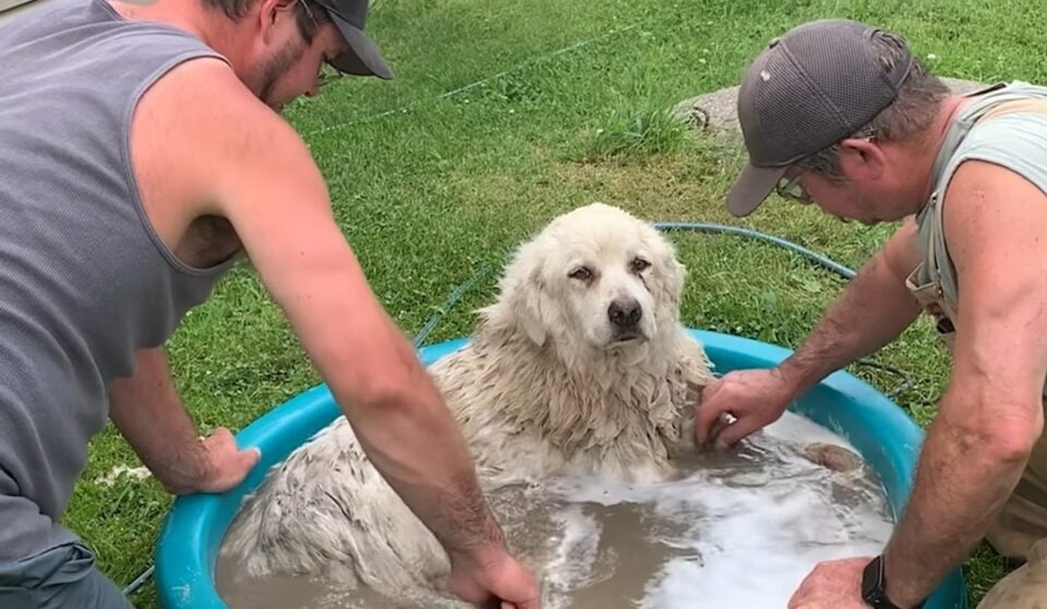 Hund bekommt ein Bad