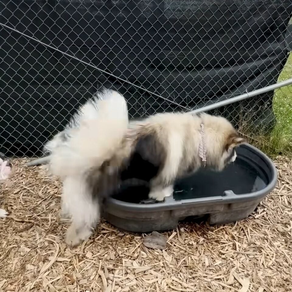 Hund geht ins Wasser