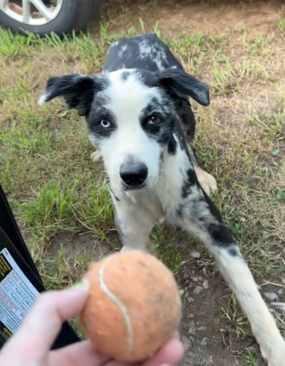 Hund gibt Ball einer Frau