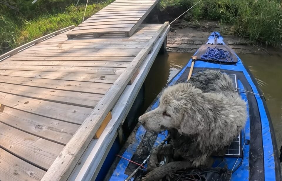 Hund im Kanu