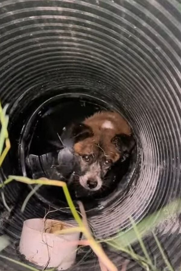 Hund im tiefen Brunen