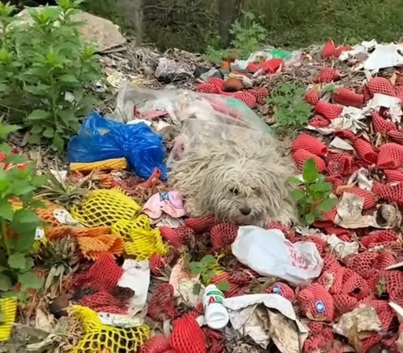 Hund liegt auf Muell