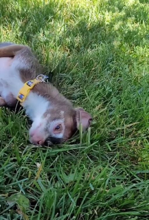 Hund liegt auf Rasen