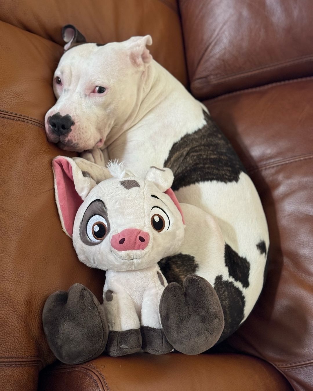 Hund liegt auf Sofa mit Spielzeug