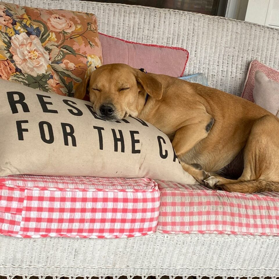 Hund liegt auf Sofa