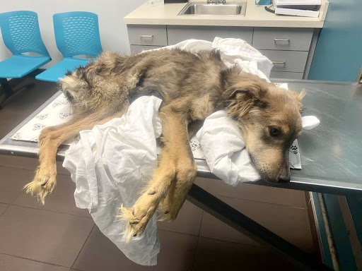 Hund liegt auf Tierklinik-Tisch