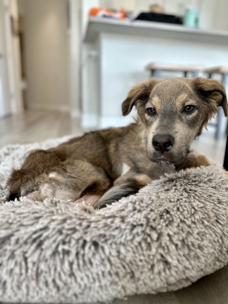 Hund liegt im Hundebett