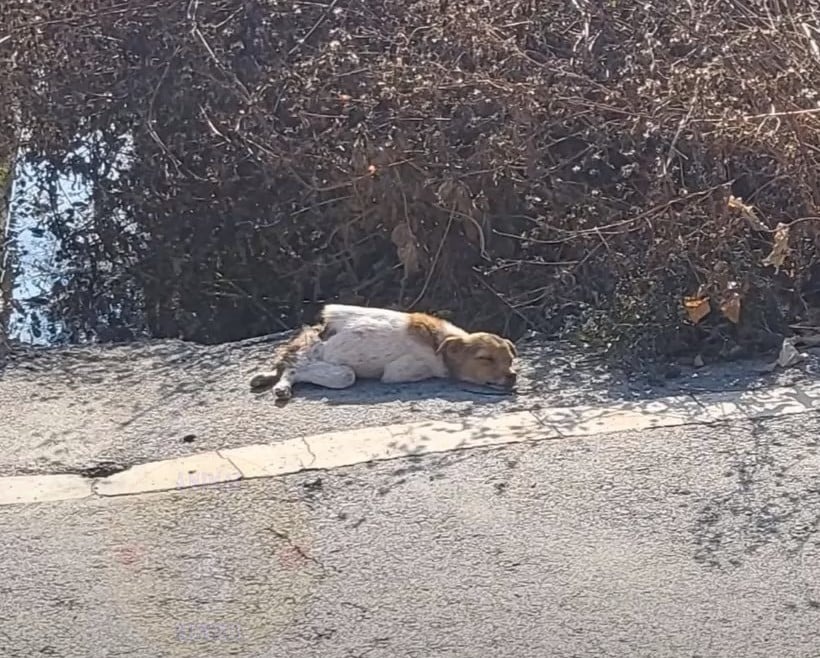 Hund liegt neben der Strasse