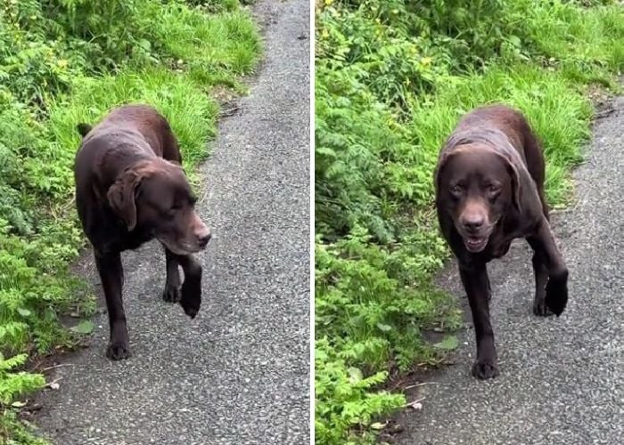 Hund spielt Verletzung vor